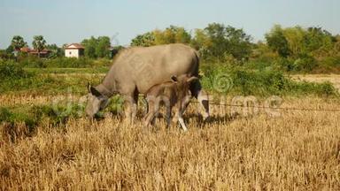 水牛放牧，水牛宝宝，水牛小牛，水牛